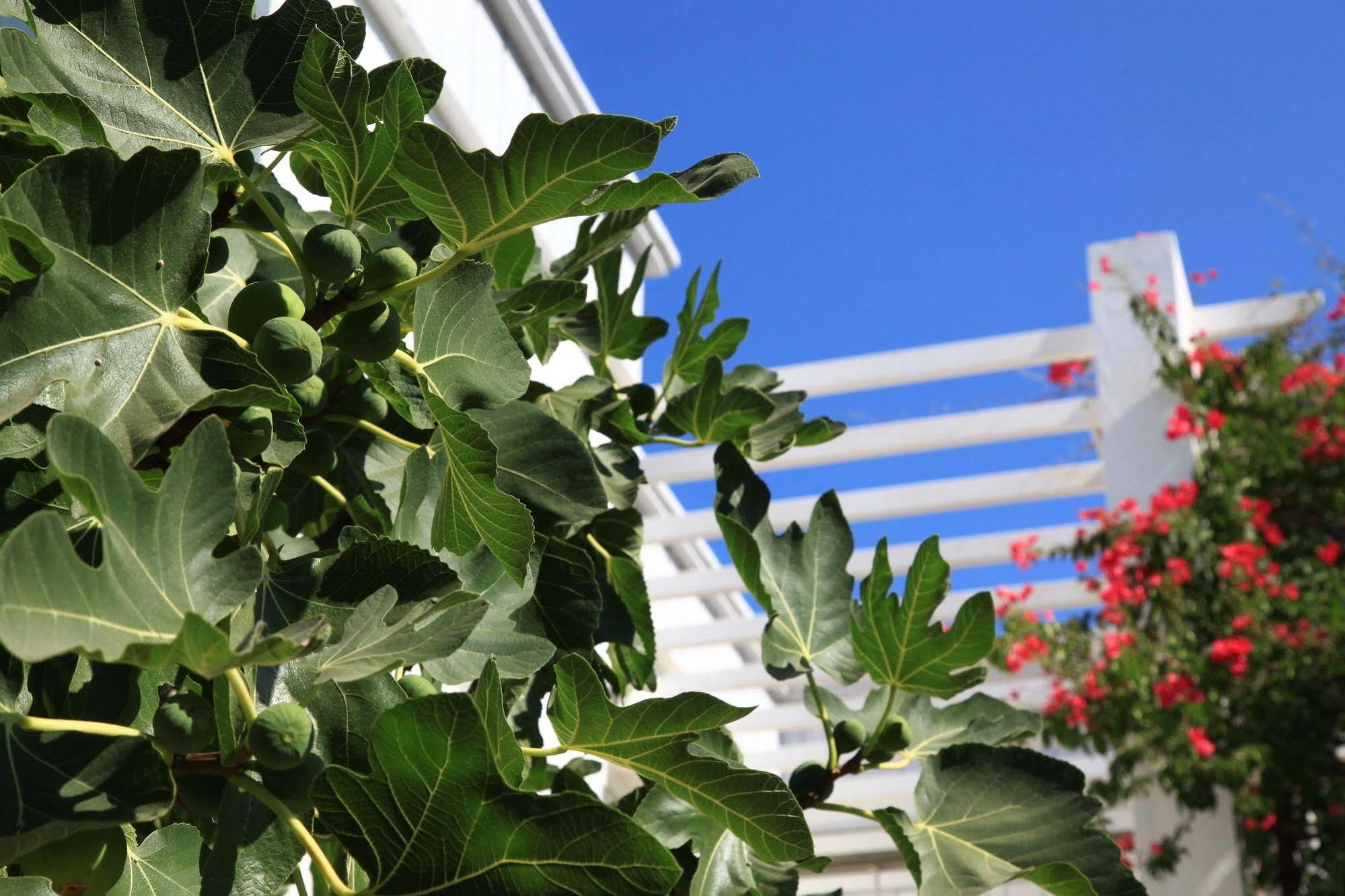 Muskebi Apart Otel Ortakent Zewnętrze zdjęcie